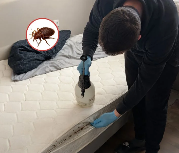 Technicien traitant un matelas contre les punaises de lit à Les Granges-le-Roi